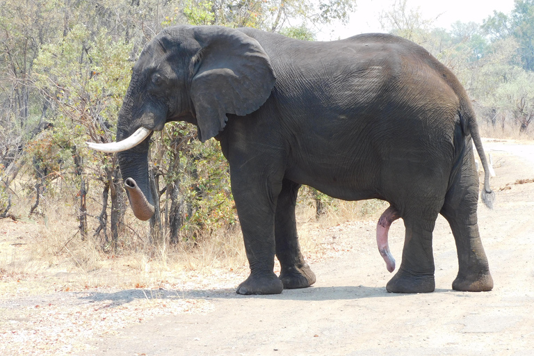 Livingstone: Recorrido en vehículo de caza y paseo corto por el safari del rinoceronte blanco