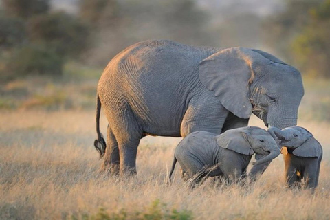 Z Nairobi: 6-dniowe Amboseli, jezioro Naivasha i Masai Mara ...