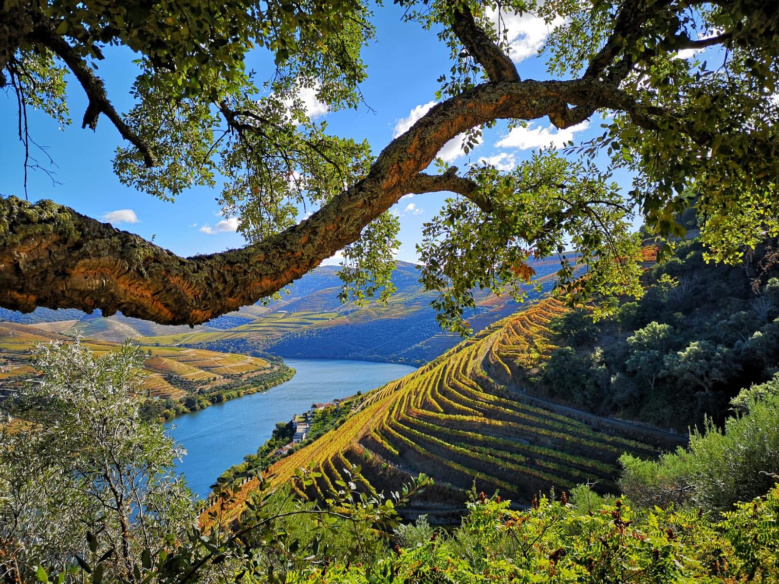 Douro-Tal: Führung mit Weinprobe und Mittagessen
