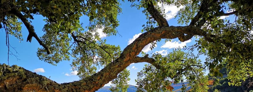 Depuis Pinhão : Tour en bateau de la vallée du Douro avec dégustation de vin