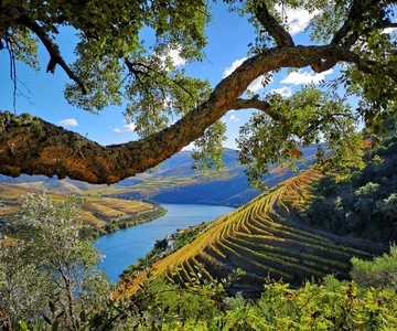 Vanuit Pinhão: Douro Valley Tour met Wijnproeverij en Rondvaart