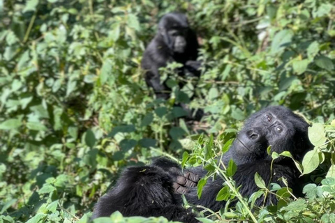 3 dagars bergsgorillatrekking med start från Entebbe slutar i Kigali