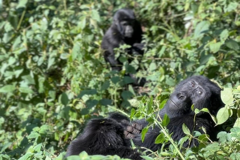 3 dagars bergsgorillatrekking med start från Entebbe slutar i Kigali