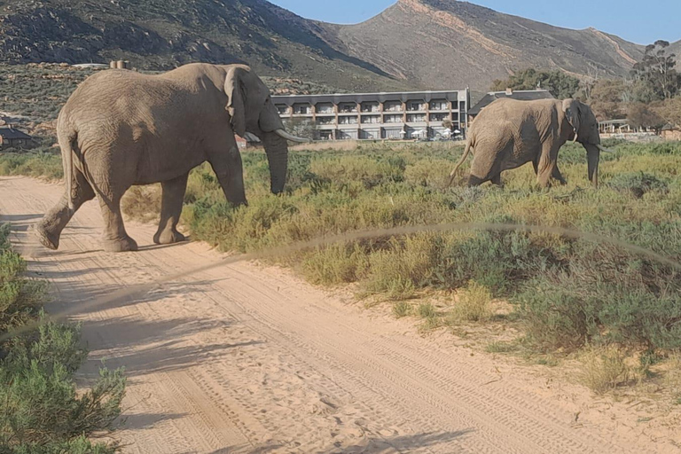 Safari al atardecer en la Reserva de Caza de Aquila con transporte privado