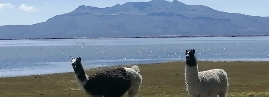 Arequipa : Visite d'une jounée au lac salé de Salinas