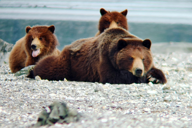 From Juneau: Pack Creek Bear Viewing Adventure Private Pack Creek Bear Viewing Adventure