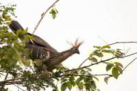 Iquitos, 3d2n Jungle Tour Pacaya Samiria National Reserve - Housity