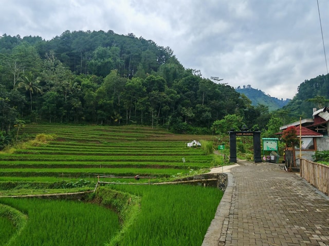 Selogriyo Temple, Rice Trek & Elo Rafting from Yogyakarta