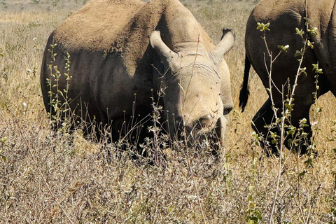 Nairobi Park Safari, Sheldrick's Orphanage & Giraffe Center Shared Drive in Open-Roof Van Game Drive