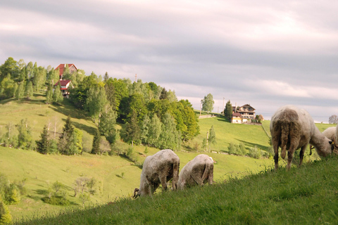 Brașov: Visit a Transylvanian Village Home near Bran Castle From Brașov to a Traditional Village Home in the Bran Area