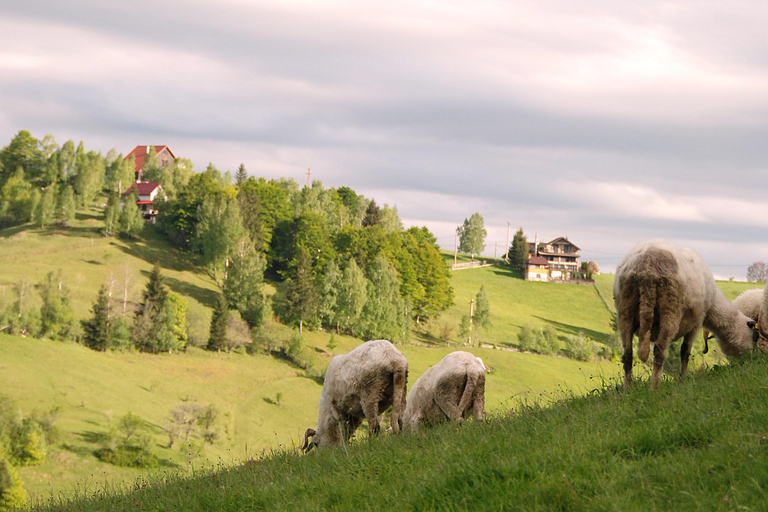 Brașov: Visit a Transylvanian Village Home near Bran Castle From Brașov to a Traditional Village Home in the Bran Area