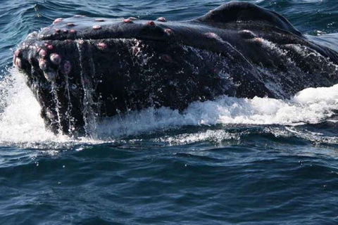 Puerto Vallarta: Whale Watching Adventure Tour