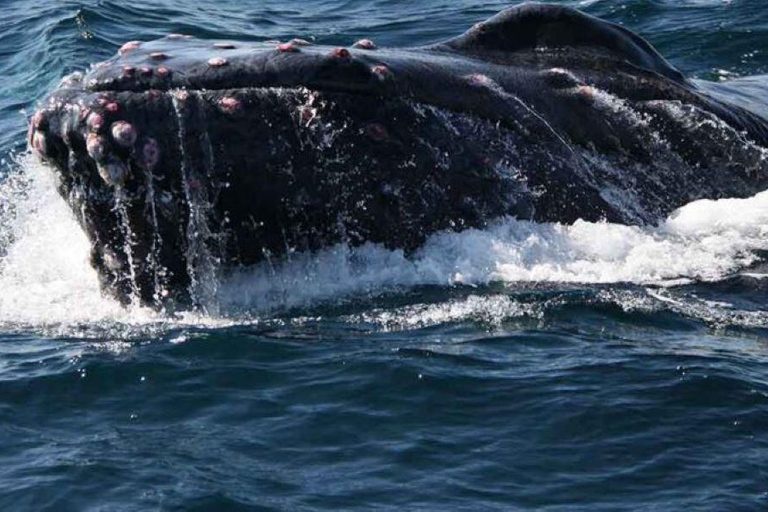 Puerto Vallarta: Whale Watching Adventure Tour