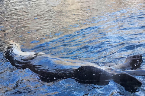 Tour privato Monterey, Acquario, 17 miglia di strada, Carmel