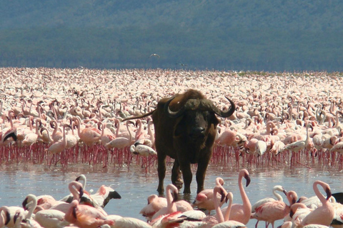 Safári econômico de 4 dias em Masai Mara e Lake Nakuru em jipe 4x4