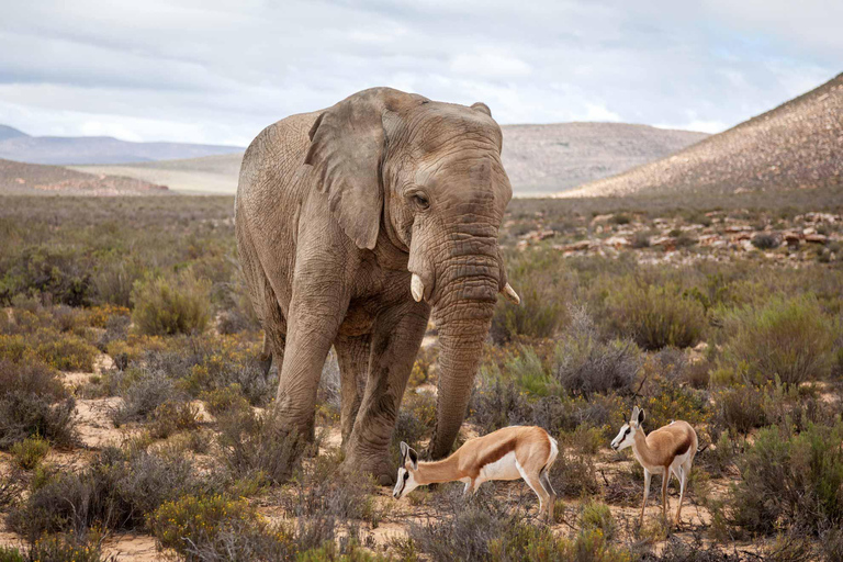 Aquila Reserve Safari with Lunch and Wine tasting