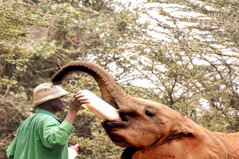 Nairóbi; Orfanato de elefantesDavid Sheldrick: Orfanato de elefantes