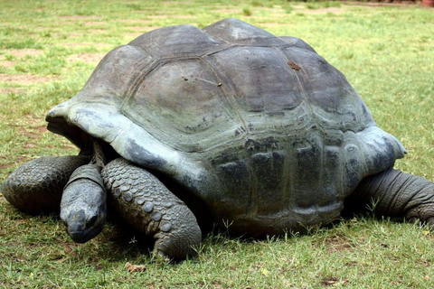 Mombasa: Full day excursion Full day excursion in Mombasa from Diani