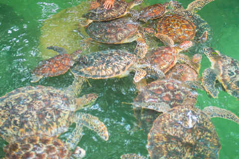 Crucero con delfines, snorkel, nado con tortugas y puesta de sol