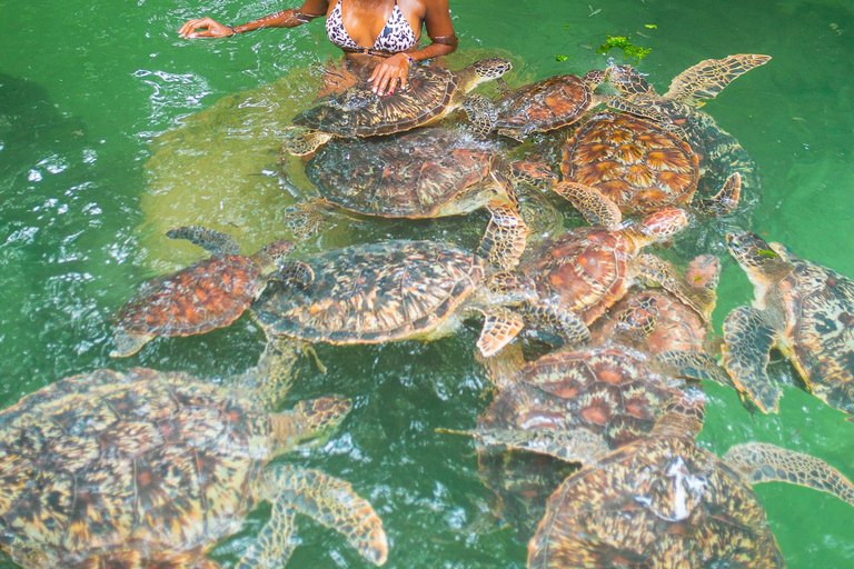 Dolphin, Snorkeling, Swimming With Turtles and SunSet Cruise