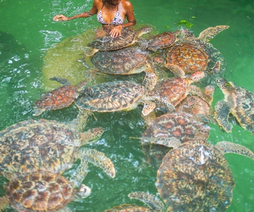 Dolphin, Snorkeling, Swimming With Turtles and SunSet Cruise