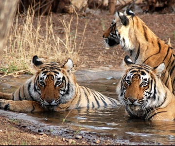 Ranthambore: Skip-the-Line Tiger Safari in Sharing Canter