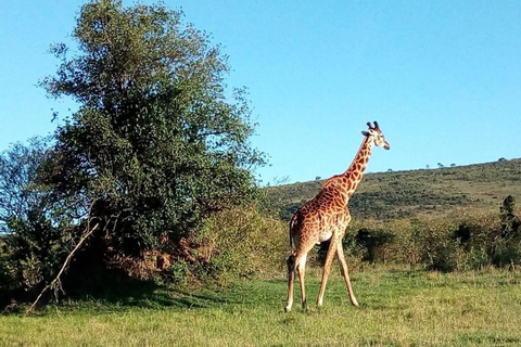 Kilimanjaro Special - (Tsavo West, Amboseli and Tsavo East)