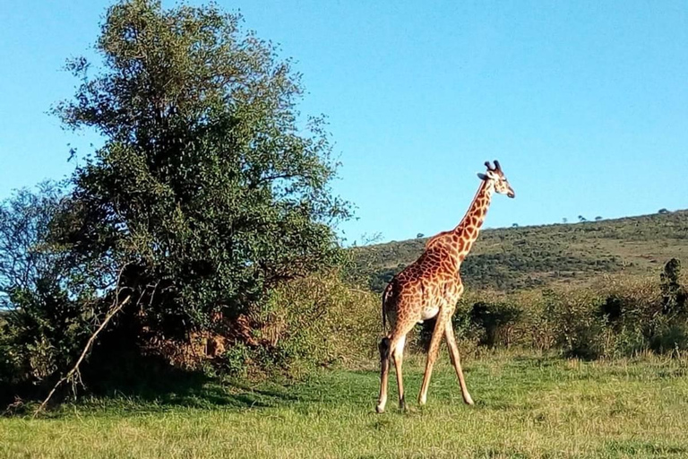 Kilimanjaro Special - (Tsavo West, Amboseli en Tsavo East)