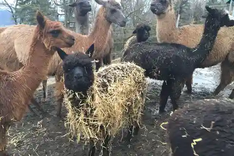 Triesenberg: Privatwanderung mit unseren Lamas