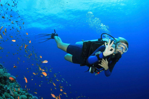 Bodrum: Guided Scuba Diving Experience with Transfer Single Dive Package (with Hotel Transfer)