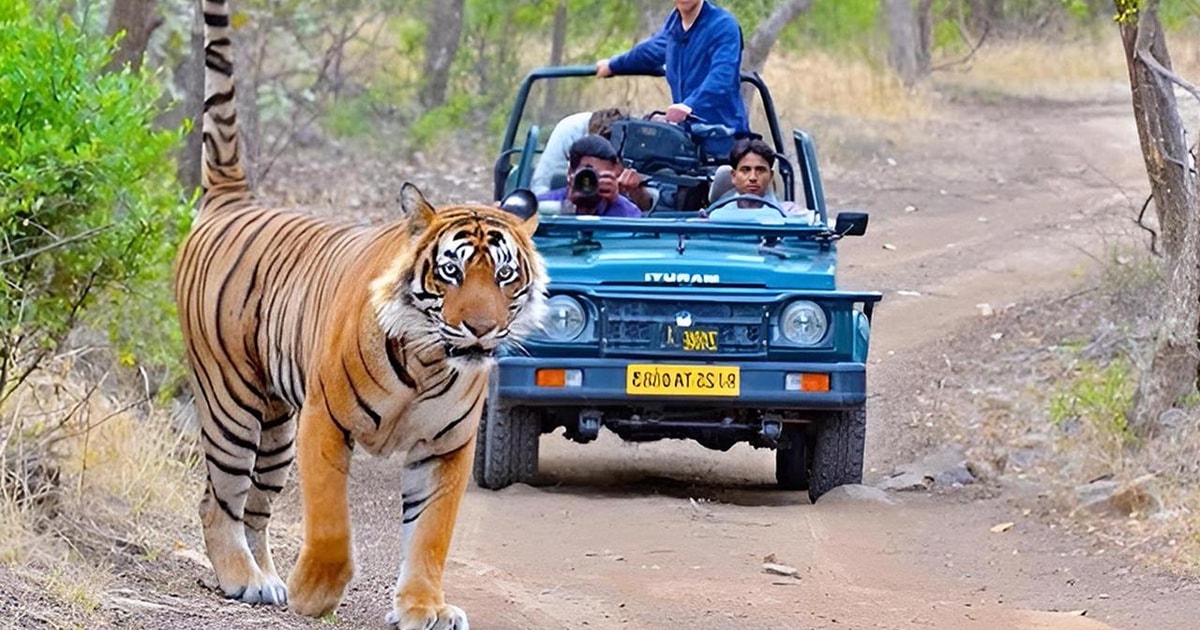 Golden Triangle & Safari Delhi, Agra, Jaipur & Safari 4D3N GetYourGuide