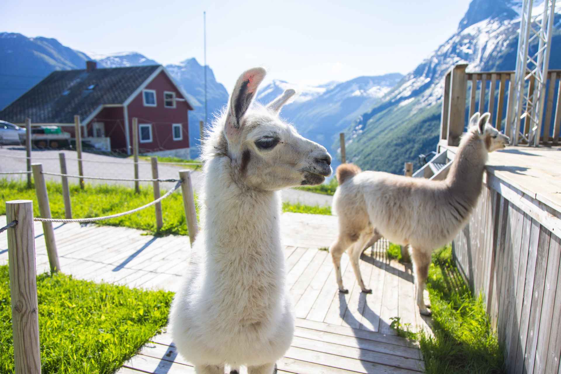 Ljøen, Hellesylt:探索Ljøen农场之旅 | Guide to Europe