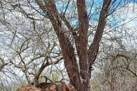 Diani/Mombasa: 2 Days to Tsavo East & Tsavo West with meals
