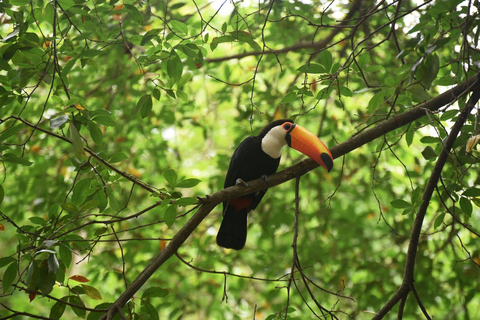 Rio de Janeiro: BioParque Guidad tur med transfer