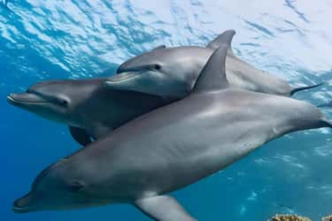 Zanzibar: wyspa Mnemba, las Jozani i wycieczka z żółwiamiOdbiór z hotelu i transport powrotny do hotelu