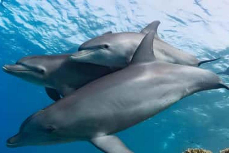 Zanzibar: wyspa Mnemba, las Jozani i wycieczka z żółwiamiOdbiór z hotelu i transport powrotny do hotelu