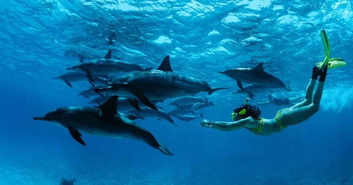 Vanuit Nungwi Mnemba Boottocht En Snorkelen Met Dolfijnen GetYourGuide vanuit-nungwi-mnemba-boottocht-en-snorkelen-met-dolfijnen-getyourguide