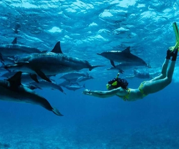 From Nungwi : Mnemba Boat Trip and Dolphin Snorkel Adventure