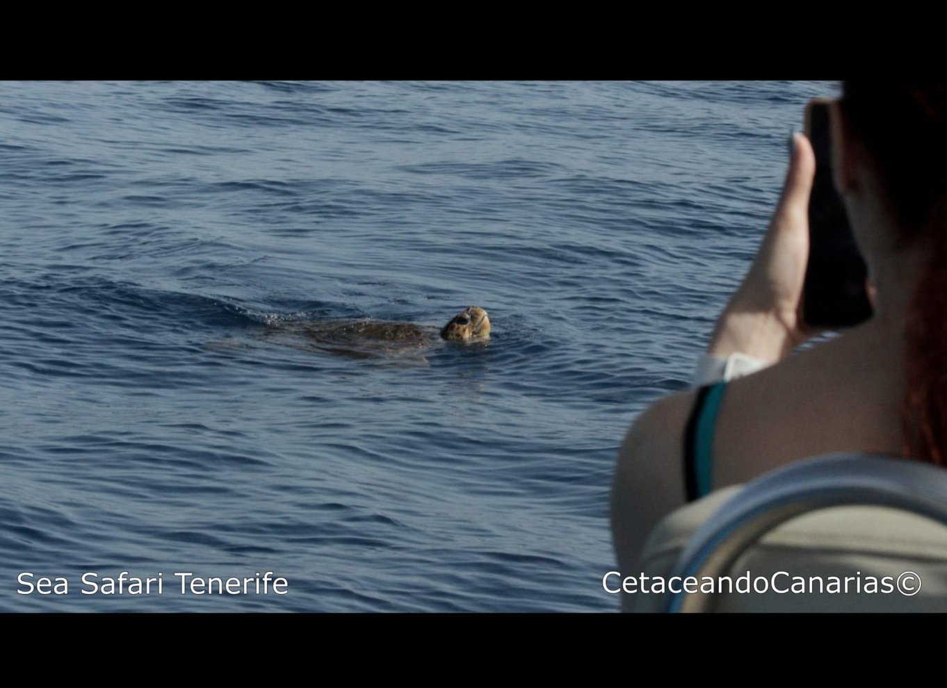 Puerto Colon: Speedbådscruise med delfin- og hvalsafari