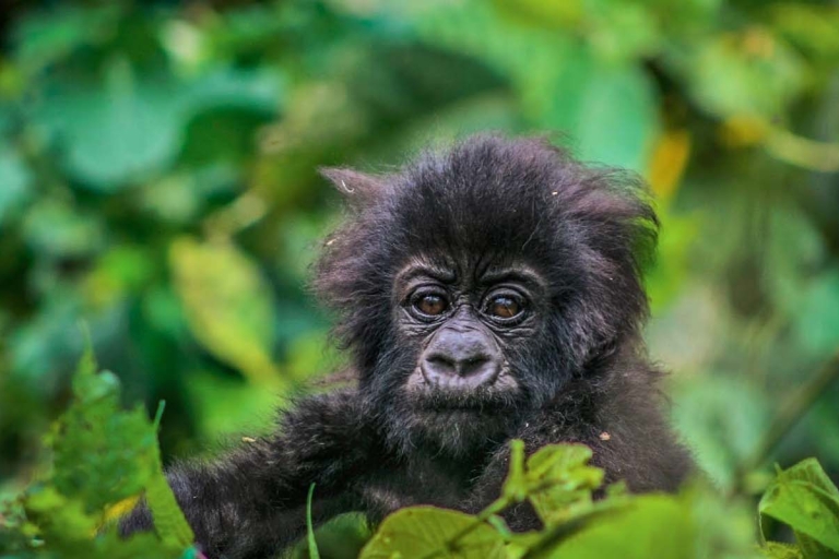 2 Tage Gorilla Trekking TourKigali: Gorilla Trekking Tour