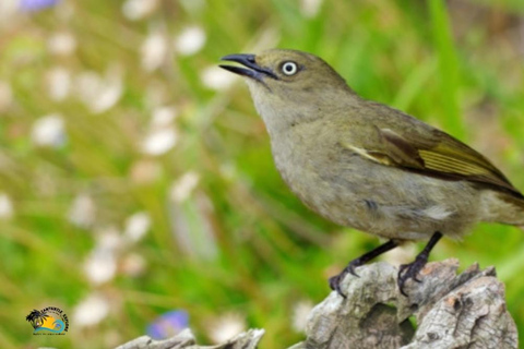 Zanzibar: Visita guiada ao Parque Nacional da Floresta Jozani