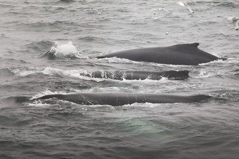 Whale Watching from Akureyri - Small Group Tour (Hjalteyri)