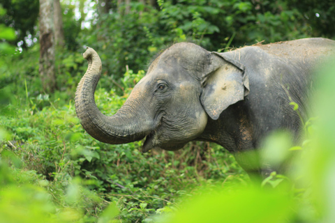 Phuket Explorador de elefantes de medio día en Phuket Elephant CareRecogida en el hotel en Phuket