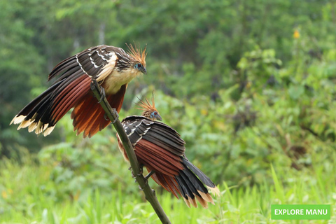 From Cusco: Manu Wildlife & Cloud Forest 3-Day Adventure