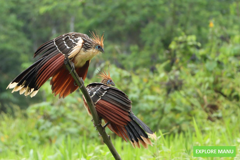 From Cusco: Manu Wildlife & Cloud Forest 3-Day Adventure
