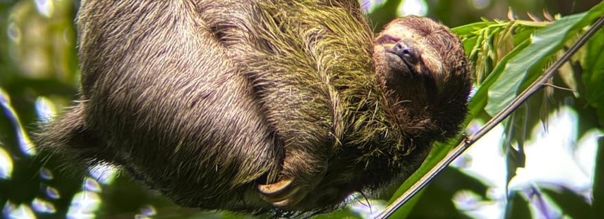 Visite guidée de la jungle du parc national Manuel Antonio.
