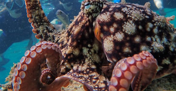 Porto Santo: Guided Snorkeling Tour in Protected Waters