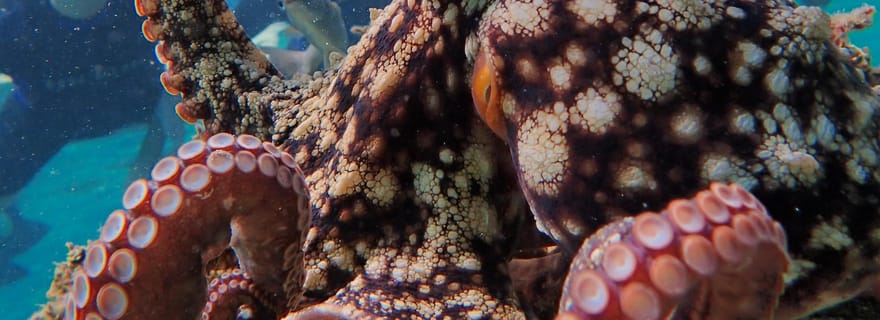 Porto Santo : Visite guidée de plongée en apnée dans des eaux protégées