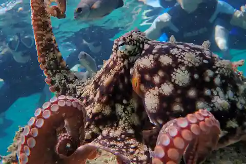 Porto Santo : Visite guidée de plongée en apnée dans des eaux protégées