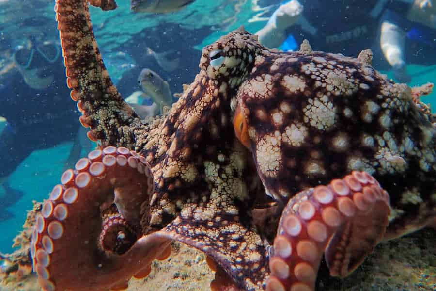 Porto Santo: Geführte Schnorchel Tour in geschützten Gewässern. Foto: GetYourGuide